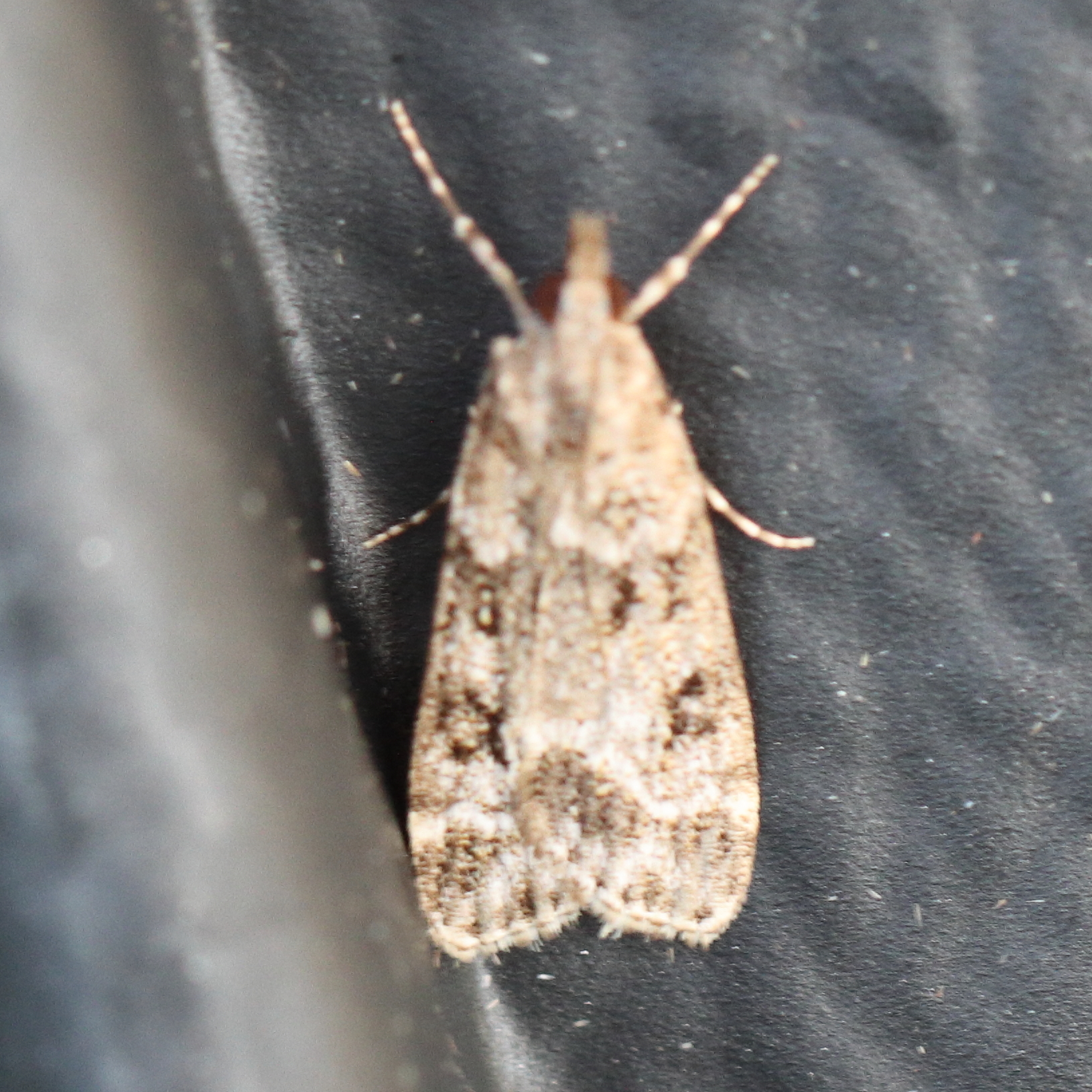 Photo of Small Grey (Eudonia mercurella)
